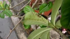 Daphnis nerii