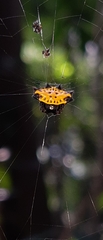 Gasteracantha cancriformis