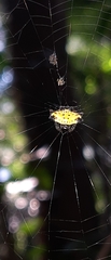 Gasteracantha cancriformis