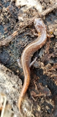 Plethodon ventralis