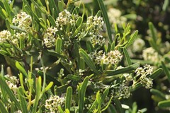 Geijera linearifolia