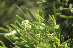 Geijera linearifolia