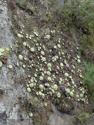 Aeonium tabuliforme image