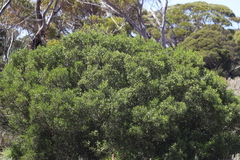 Geijera linearifolia