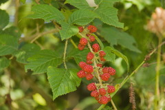 Rubus sellowii