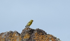 Serinus canaria canaria