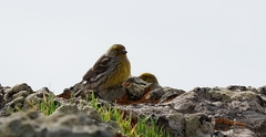 Serinus canaria canaria