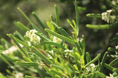 Geijera linearifolia