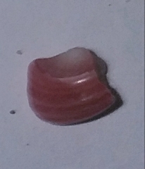 Homalopoma sanguineum