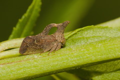Lycoderes
