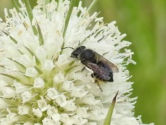 Megachile