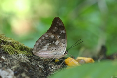 Archaeoprepona demophoon gulina
