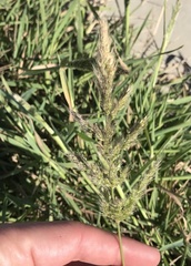 Polypogon interruptus