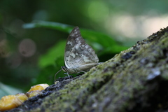 Archaeoprepona demophoon gulina