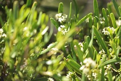 Geijera linearifolia