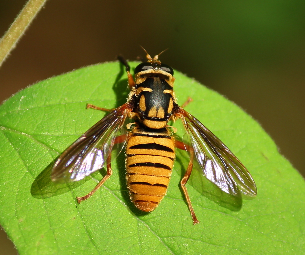 Yellow-spotted Falsehorn