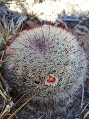 Mammillaria jaliscana jaliscana