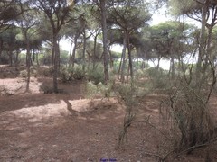 Retama monosperma