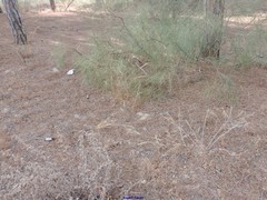 Retama monosperma