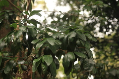 Austrobuxus swainii