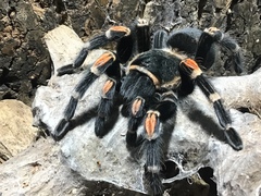 Brachypelma hamorii