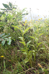 Senecio rufiglandulosus
