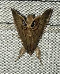 Litoprosopus futilis