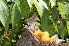 Prepona gnorima gnorima