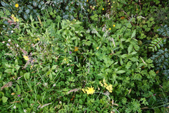 Senecio rufiglandulosus