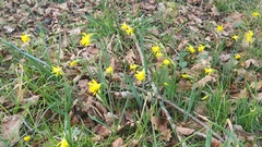 Narcissus minor asturiensis