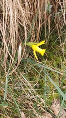 Narcissus minor asturiensis