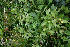 Senecio rufiglandulosus