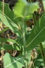 Sonchus brachyotus
