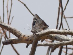 Ogyris genoveva