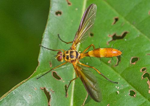 Cordyligaster analis