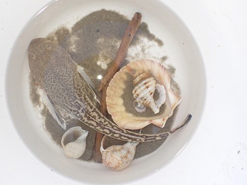Estuary stargazer (Leptoscopus macropygus) — Leptoscopidae — 4