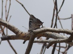 Ogyris genoveva