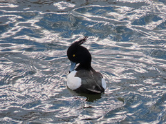 Aythya fuligula