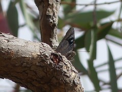 Ogyris genoveva