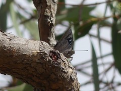 Ogyris genoveva