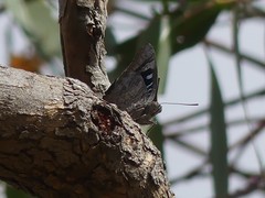 Ogyris genoveva