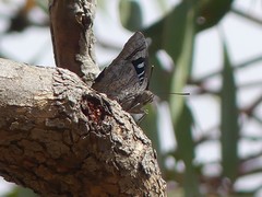 Ogyris genoveva