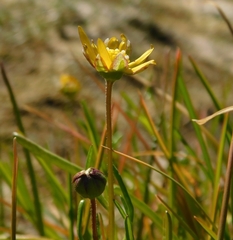 Blennosperma bakeri