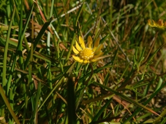 Blennosperma bakeri