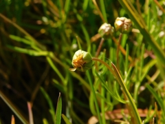 Blennosperma bakeri