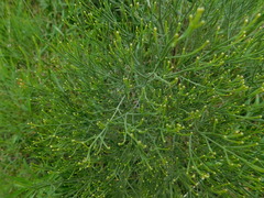 Baccharis notosergila