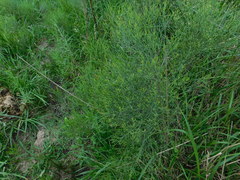 Baccharis notosergila