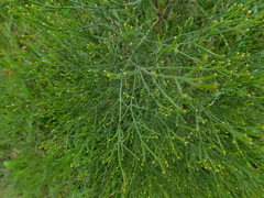 Baccharis notosergila