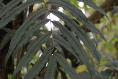 Serpocaulon triseriale