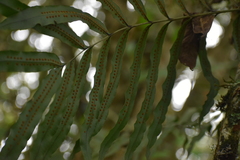 Serpocaulon triseriale